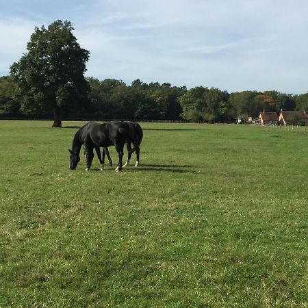 Haras Du Vignault Le Bucher ซาลบรีส์ ภายนอก รูปภาพ