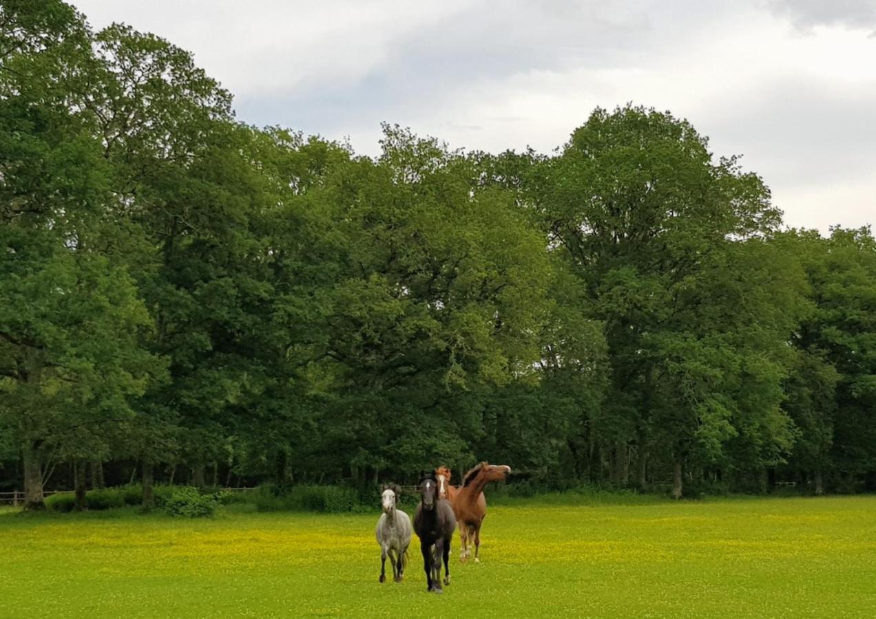 Haras Du Vignault Le Bucher ซาลบรีส์ ภายนอก รูปภาพ