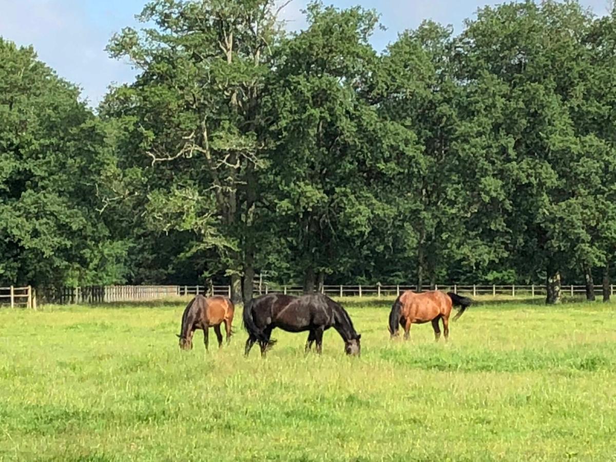 Haras Du Vignault Le Bucher ซาลบรีส์ ภายนอก รูปภาพ